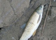 河溪流水钓草鱼技巧和方法是什么？如何提高钓草鱼的成功率？