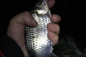 夜钓技巧与打窝方法详解（掌握夜钓技巧）