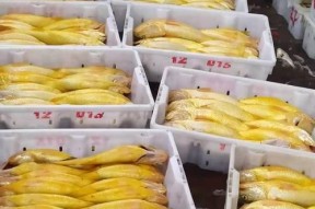 钓野生大黄鱼的绝佳技巧（以渔民之道）