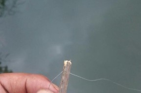 池塘钓鱼时如何正确使用蚯蚓作为饵料？调漂有哪些技巧？