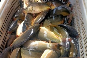 河流垂钓裸鲤技巧有哪些？如何提高垂钓裸鲤的成功率？