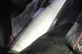 夏夜江畔，钓鲫鱼技巧大揭秘（永宁江畔）