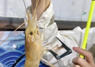 河虾钓鱼技巧教学？如何提高河虾钓鱼的成功率？