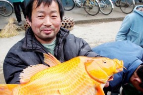德国锦鲤钓鱼技巧有哪些？如何提高钓获率？