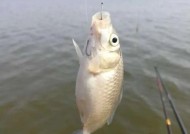 浮漂加粗尾调钓技巧是什么？如何正确使用以提高钓鱼效果？