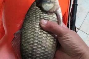 三月阴雨天野钓鲫鱼技巧（掌握钓鲫鱼的关键在于抓住阴雨天的突破口）