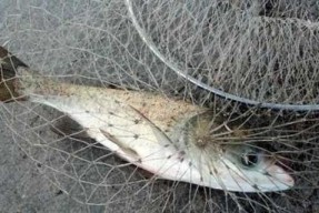 初春鲢鳙垂钓技巧和方法是什么？如何提高垂钓成功率？