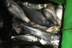 夏季夜钓鲫鱼技巧与方法（挑选钓位与调漂是关键）