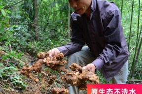 茯苓钓鱼的方法和技巧是什么？如何提高钓鱼成功率？