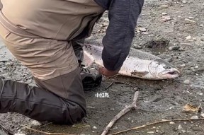 水下潜水员钓鱼技巧（探索水下世界）