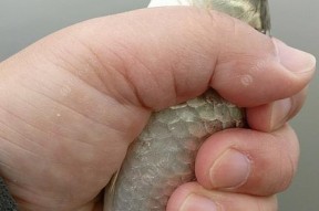 不用竿子钓鱼的技巧是什么？如何实现有效钓鱼？