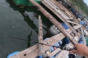 筏竿钓鱼技巧野钧有哪些？如何提高筏竿钓鱼的成功率？