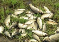 河流钓鱼技巧中窝料和饵料的选择方法是什么？如何根据季节调整使用？