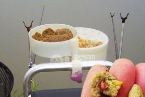 如何掌握钓鱼提竿刺鱼技巧？常见错误有哪些？