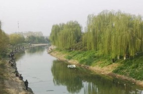 杭州河道钓鱼技巧（掌握杭州河道钓鱼的技巧与窍门）
