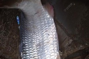 中秋野钓鲤鱼的技巧（技巧、经验分享）