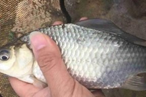 如何提升钓鱼野钓技巧？掌握哪些方法能提高成功率？