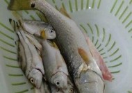 夜钓肥水湖库有哪些技巧？如何提高夜钓成功率？