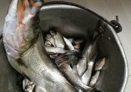 钓鱼技巧教学——掌握翘嘴钓鱼的绝佳方法（全面解析翘嘴钓鱼技巧，让你成为钓鱼高手）
