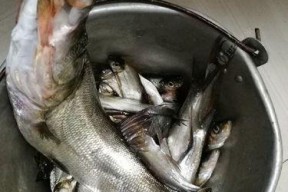 钓鱼技巧教学——掌握翘嘴钓鱼的绝佳方法（全面解析翘嘴钓鱼技巧，让你成为钓鱼高手）