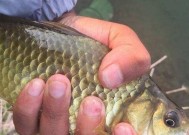 夏季钓野生鲫鱼的技巧方法（掌握合适的钓点）