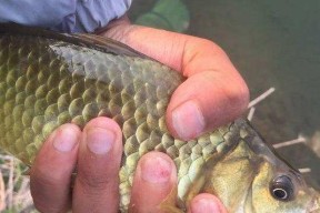 夏季钓野生鲫鱼的技巧方法（掌握合适的钓点）