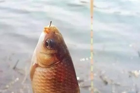 夏天蚯蚓钓鱼技巧与方法（掌握正确的鱼饵和技巧）