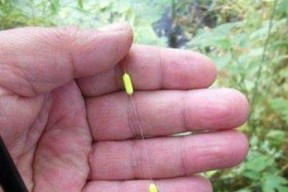 暴走街钓鱼技巧（技巧精解，高效捕获鱼群）