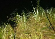 高温夜钓草鱼的技巧（夏日渔乐）