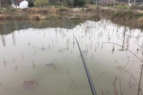 初冬谷麦野钓鲤鱼技巧是什么？如何提高成功率？