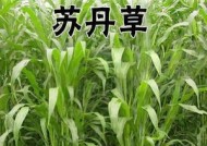 浮草钓草鱼技巧和方法是什么？如何有效提高钓获率？