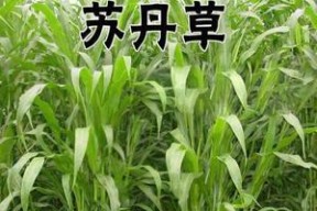 浮草钓草鱼技巧和方法是什么？如何有效提高钓获率？