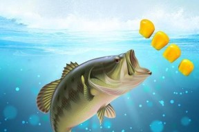 如何使用仿真鱼饵有效钓海鱼？常见问题有哪些？