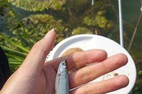 河里野钓白条技巧有哪些？如何提高钓白条的成功率？