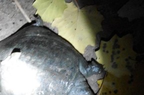 夜钓黑鱼的正确方法和技巧（掌握关键技术）