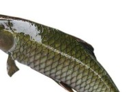 浮钓草鱼技巧钓多深？如何根据季节调整钓深？