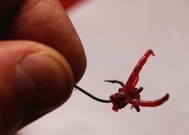 甘油钓鱼怎么用？有哪些技巧可以提高钓鱼效率？