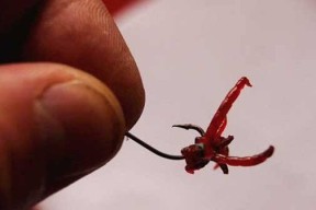 甘油钓鱼怎么用？有哪些技巧可以提高钓鱼效率？