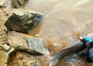 浮水钓鲤鱼技巧有哪些？如何提高钓鲤鱼的成功率？