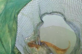 浮水小胖子钓鲶鱼技巧和方法？如何有效提高钓鲶鱼的成功率？