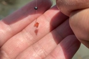 小水沟钓鱼技巧大全（掌握这些技巧，让你在村里小水沟钓鱼无往不利）