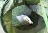 如何有效垂钓武昌鱼？掌握这些技巧了吗？