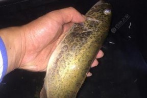 夏夜钓鳜鱼的技巧（揭秘夜钓鳜鱼的窍门）