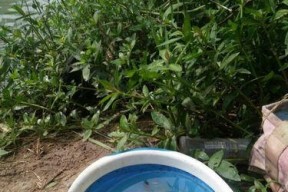 虾子挂串钓鱼技巧——海钓高手的必备经验（技巧、装备、饵料、操作）