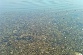 死水草钩钓鱼技巧（掌握死水草钩钓鱼的技巧）