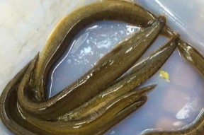 刀鳅钓鱼技巧教程？如何提高钓获率？