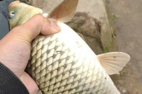 肥水和瘦水钓鱼技巧一样吗？如何根据水质调整钓鱼方法？