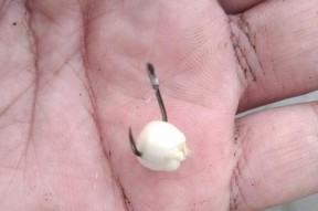 如何使用小鱼钩挂玉米进行钓鱼？挂玉米的正确方法是什么？