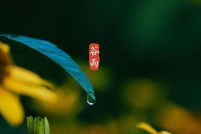 谷雨时节的钓鱼技巧（一网打尽的捕鱼妙招）