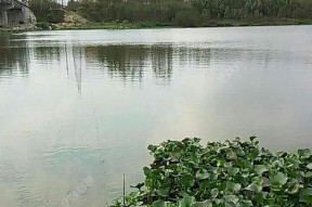 陌生河域钓鱼技巧教学（掌握一招）
